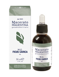 Macerato Ficus Carica